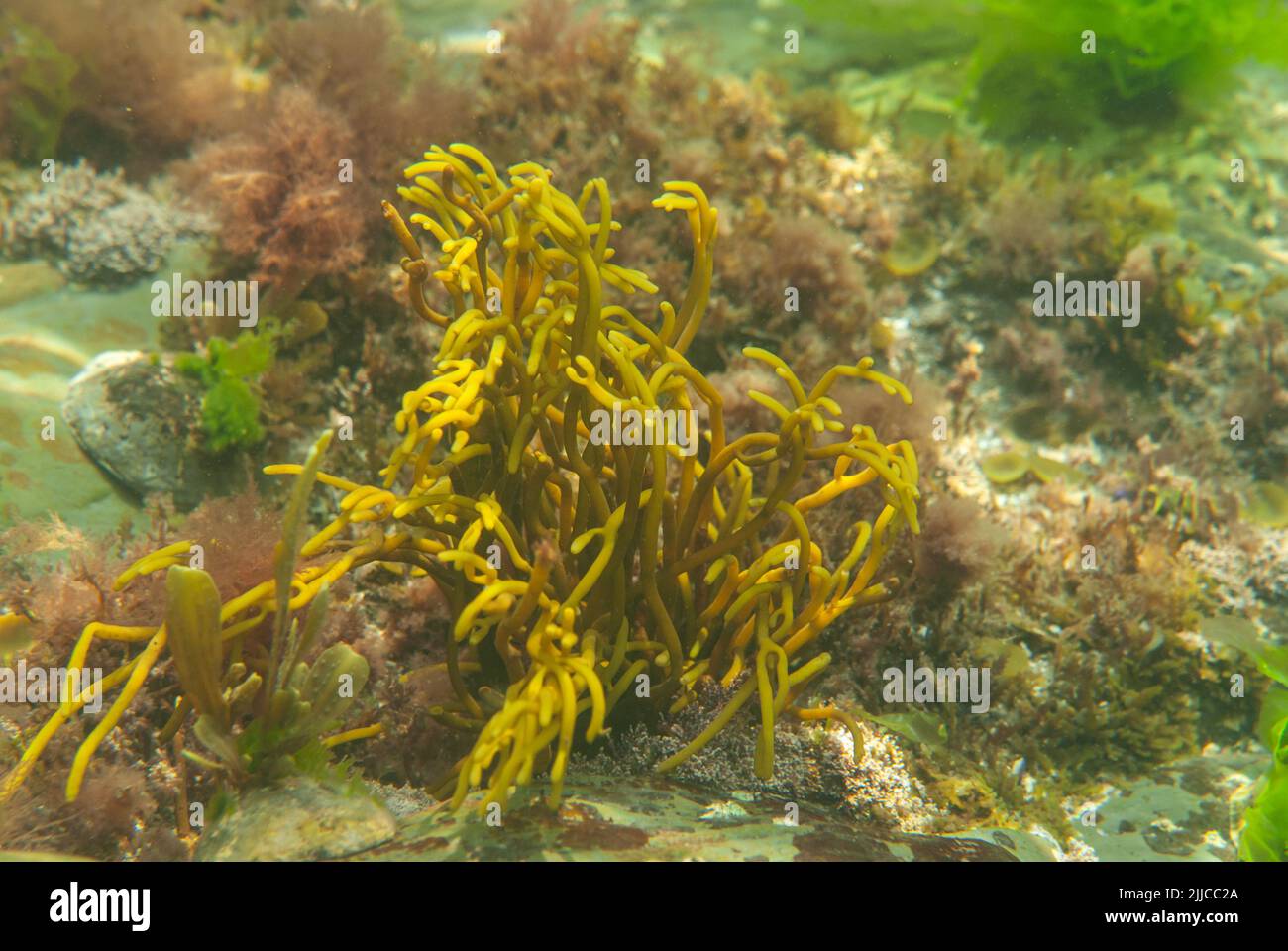 Velvet horn (Codium tomentosum) seaweed photographed underwater, Pembrokeshire, Wales, UK Stock Photo