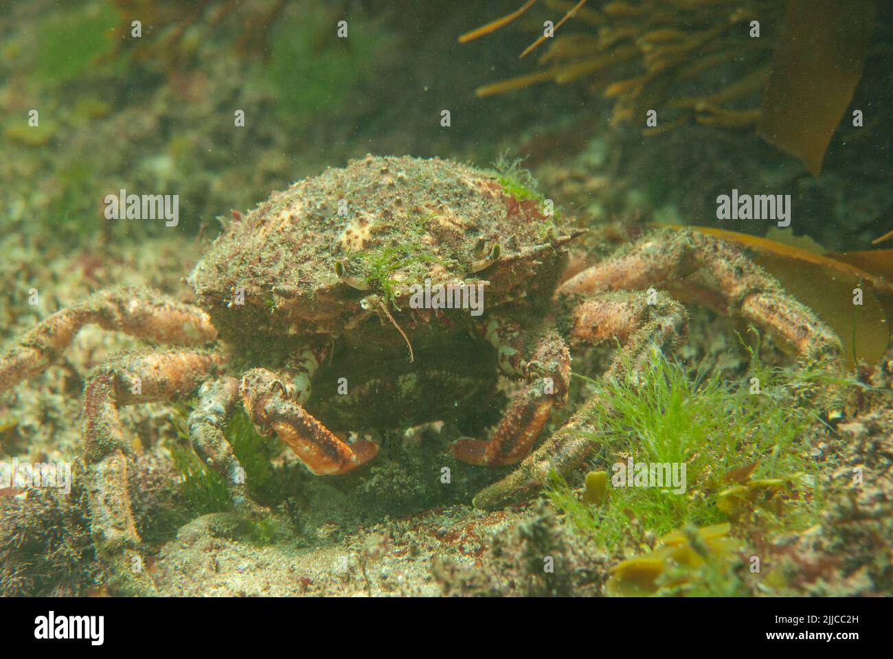 Female common spider crab (Maja brachydactyla) feeding. Pphotographed underwater, Pembrokeshire, Wales, UK Stock Photo