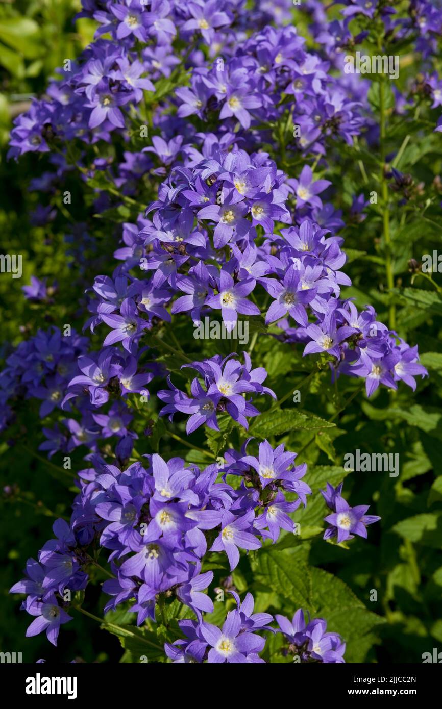 Close up of purple blue campanula latifolia bellflower plant flowers flowering growing in a cottage garden border in summer England UK Britain Stock Photo