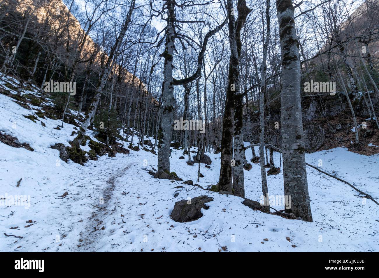 snowy path between trees in ordesa national park in the spanish pyrenees Stock Photo