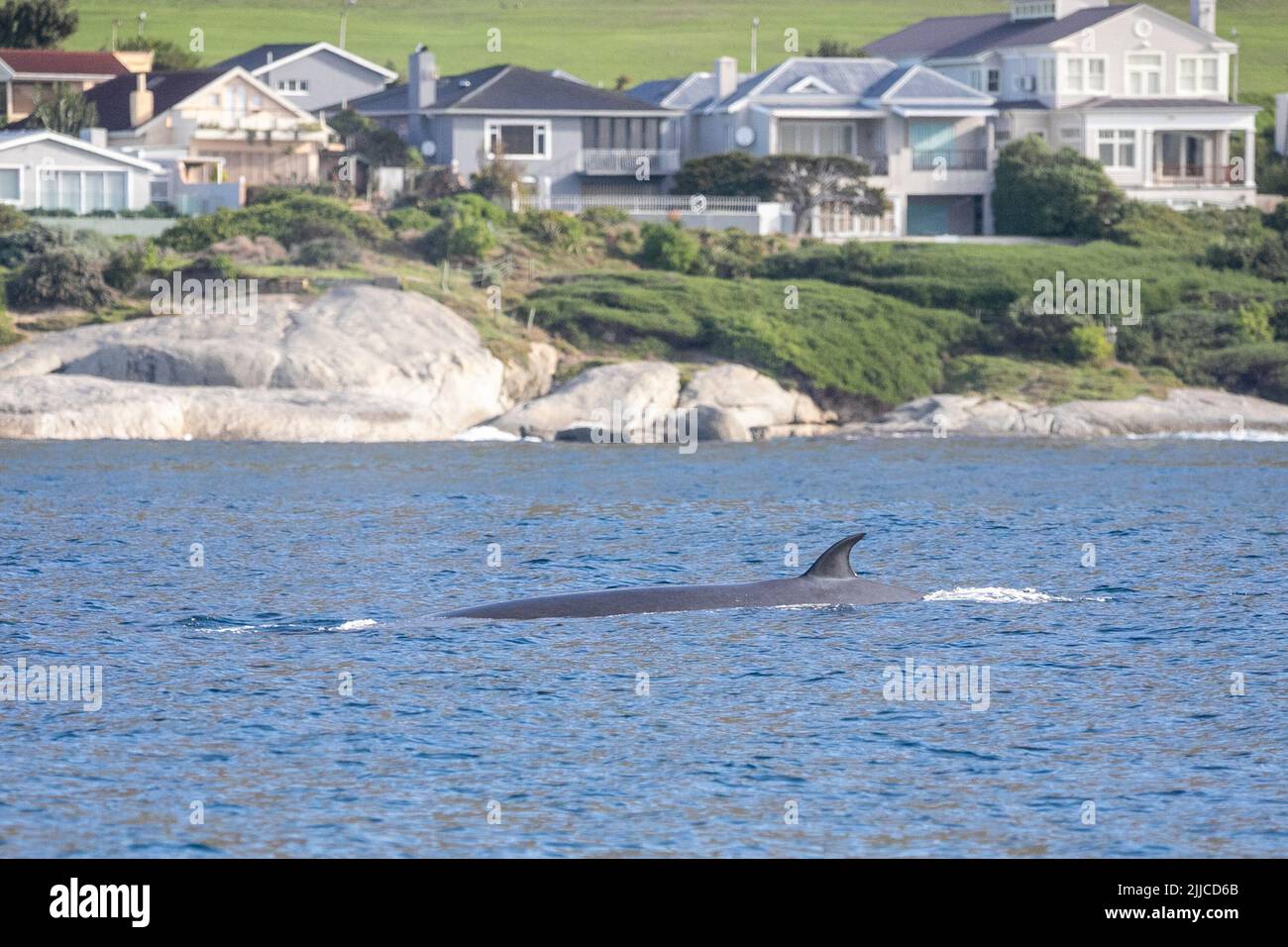 (220725) -- CAPE TOWN, July 25, 2022 (Xinhua) -- A Bryde's whale is seen in Cape Town, South Africa, on June 15, 2022.  TO GO WITH 'Feature: Passion for whales takes Cape Town residents to citizen science' (Xinhua/Lyu Tianran) Stock Photo