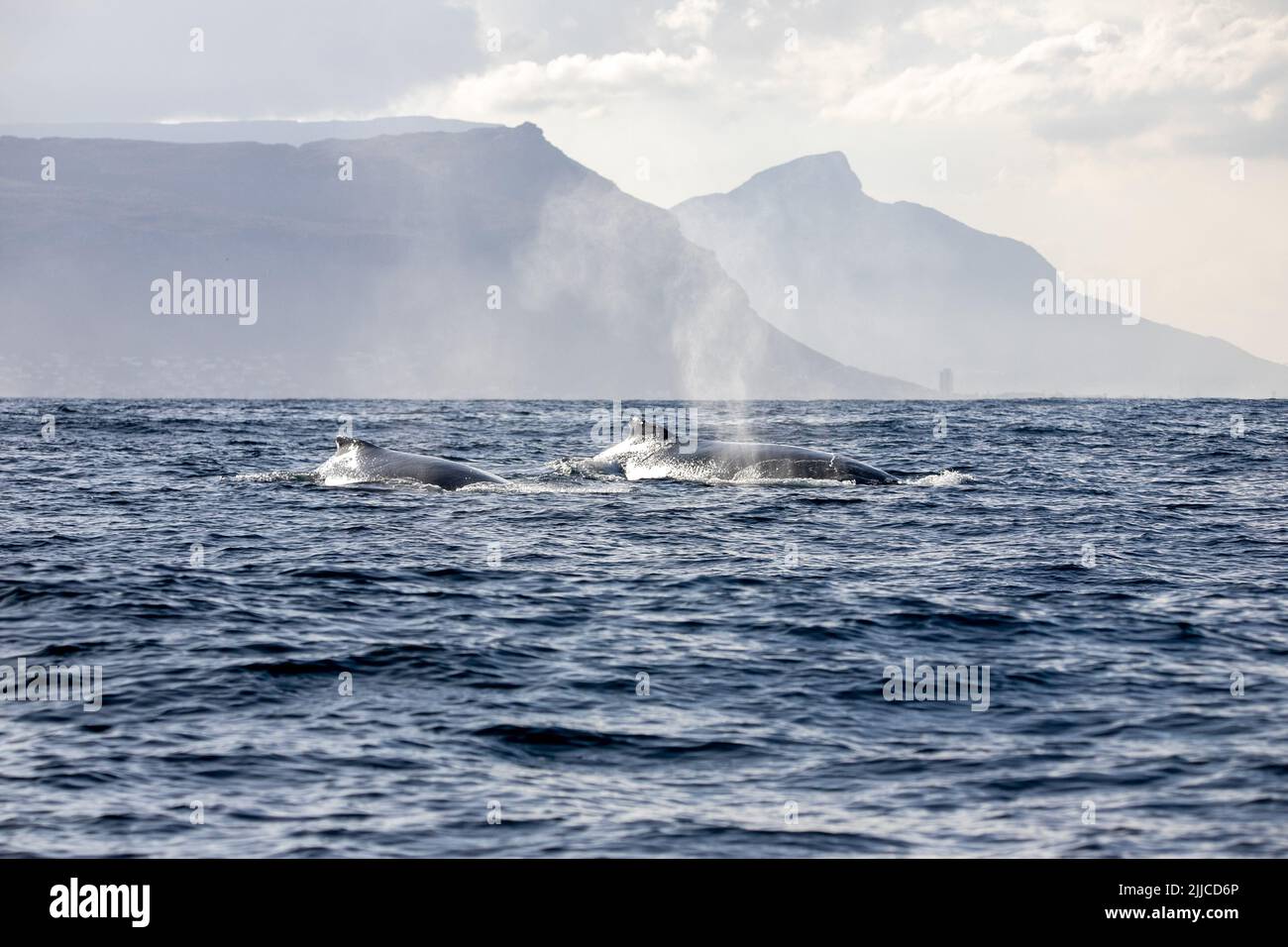(220725) -- CAPE TOWN, July 25, 2022 (Xinhua) -- Humpback whales are seen in Cape Town, South Africa, on June 15, 2022.  TO GO WITH 'Feature: Passion for whales takes Cape Town residents to citizen science' (Xinhua/Lyu Tianran) Stock Photo