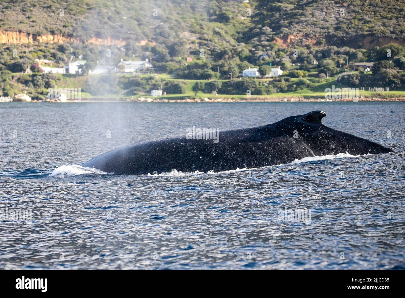 (220725) -- CAPE TOWN, July 25, 2022 (Xinhua) -- A humpback whale is seen in Cape Town, South Africa, on June 15, 2022.  TO GO WITH 'Feature: Passion for whales takes Cape Town residents to citizen science' (Xinhua/Lyu Tianran) Stock Photo