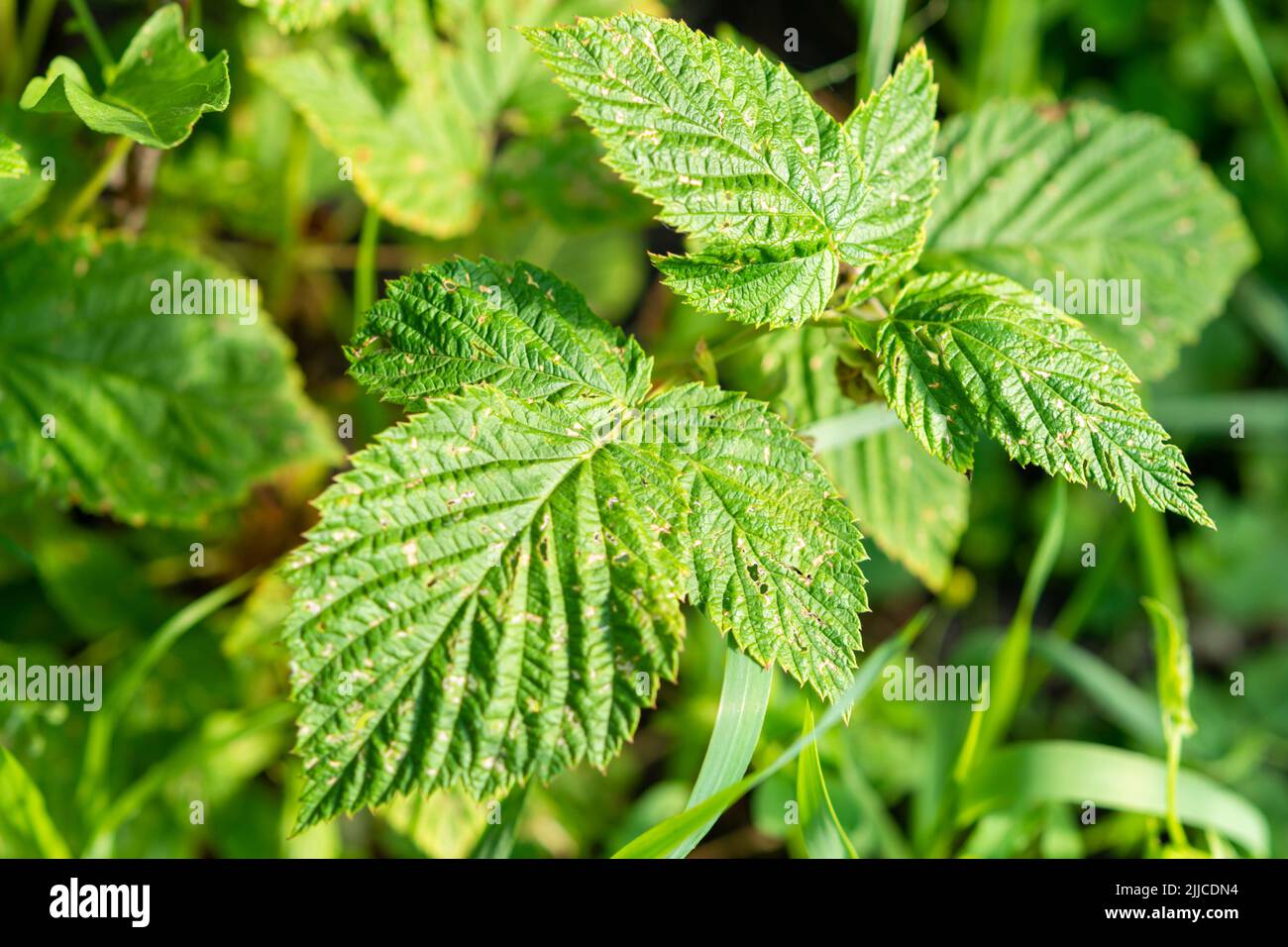 Chlorotic blotches of blackberry virus. Yellows disease symptoms in green leaf of blackberry Stock Photo