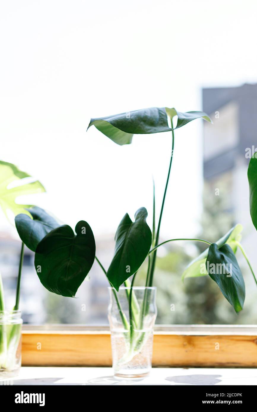 propagating Swiss Cheese Plant , Philodendron Monstera in water Stock
