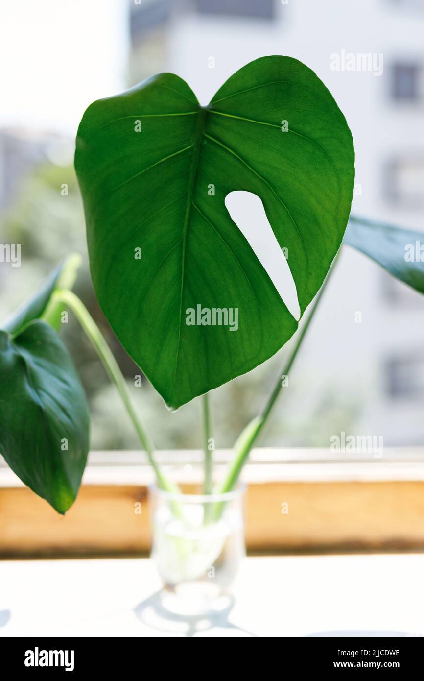 propagating Swiss Cheese Plant , Philodendron Monstera in water Stock