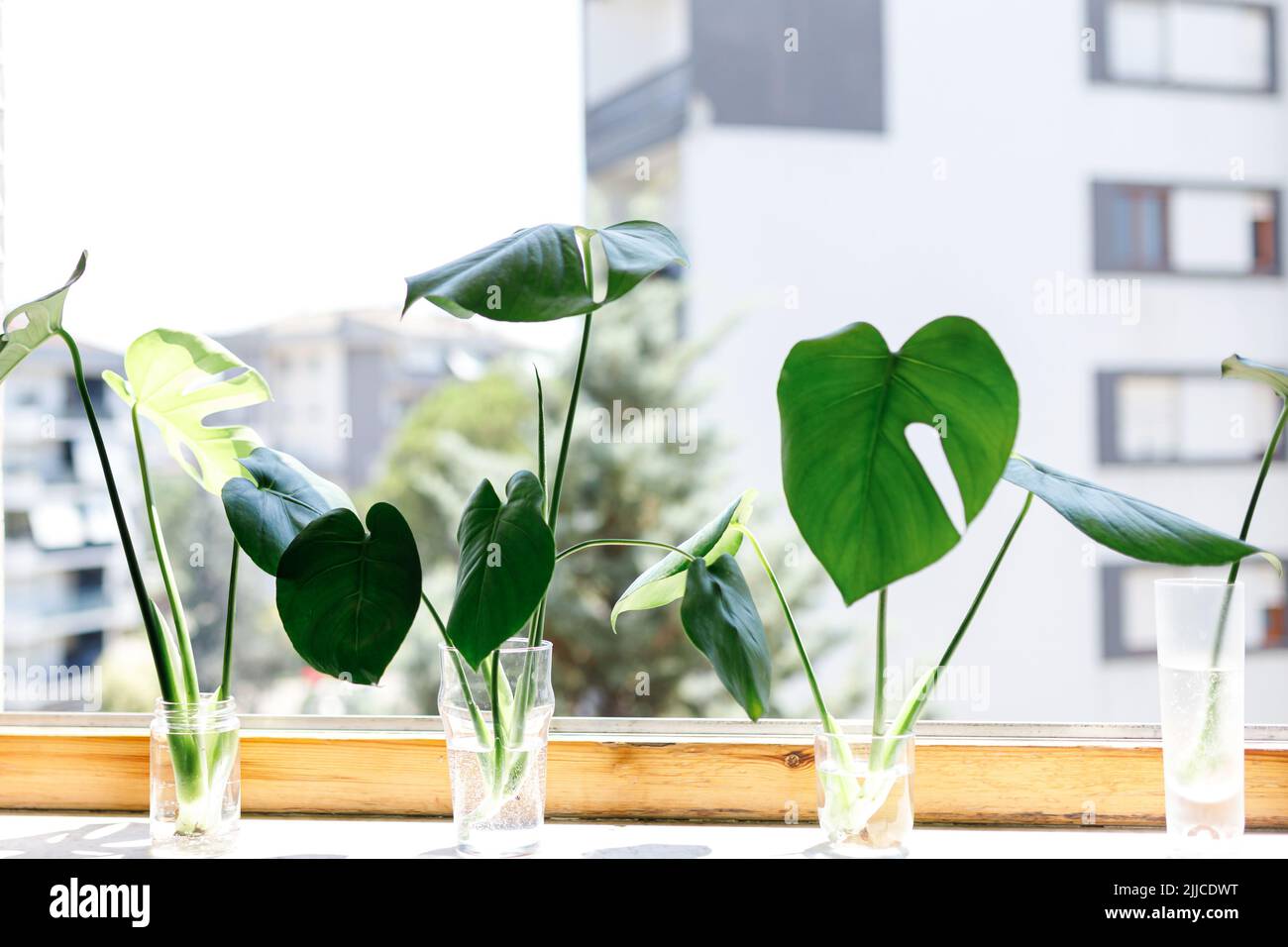 propagating Swiss Cheese Plant , Philodendron Monstera in water Stock