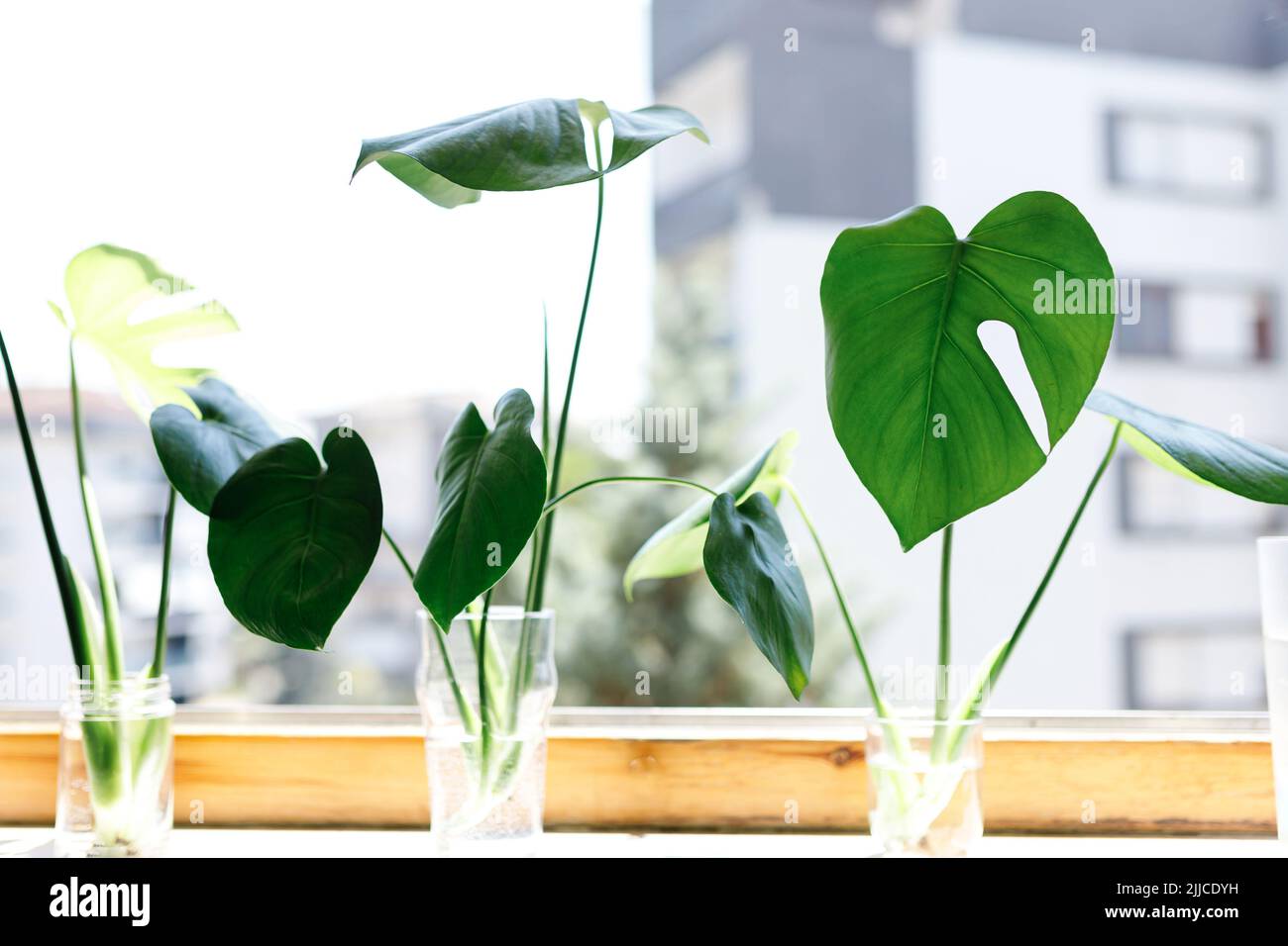 propagating Swiss Cheese Plant , Philodendron Monstera in water Stock