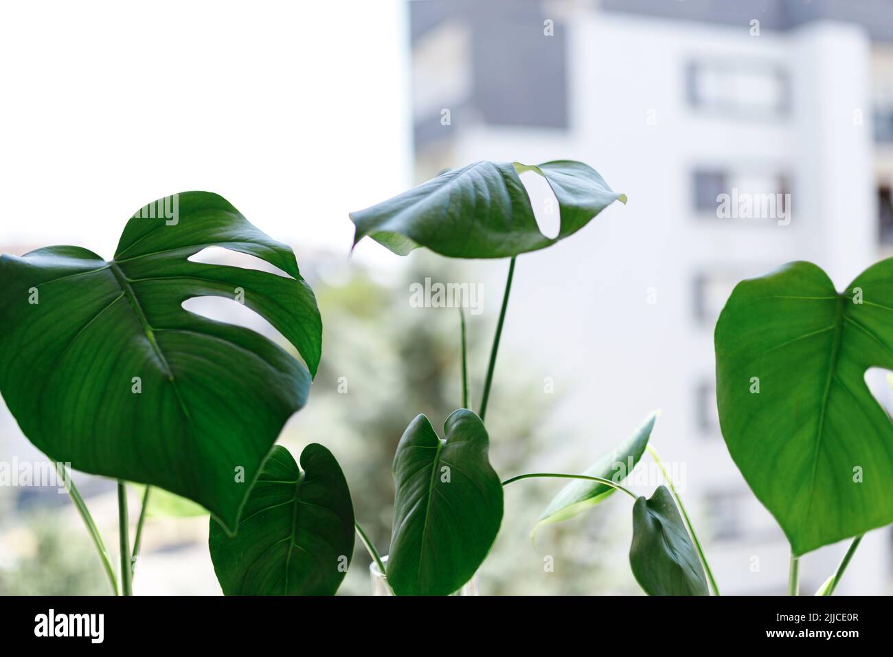 propagating Swiss Cheese Plant , Philodendron Monstera in water Stock