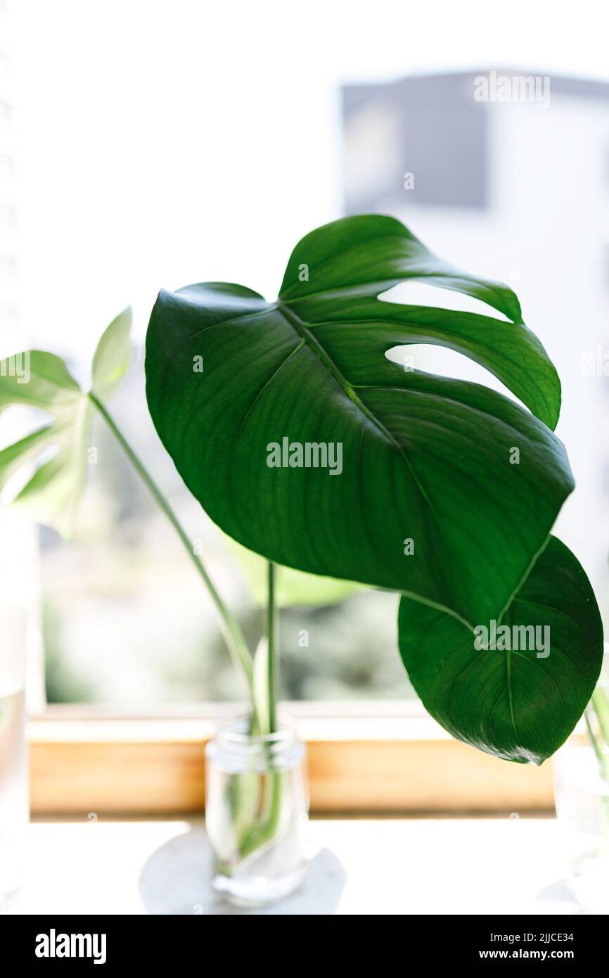 propagating Swiss Cheese Plant , Philodendron Monstera in water Stock