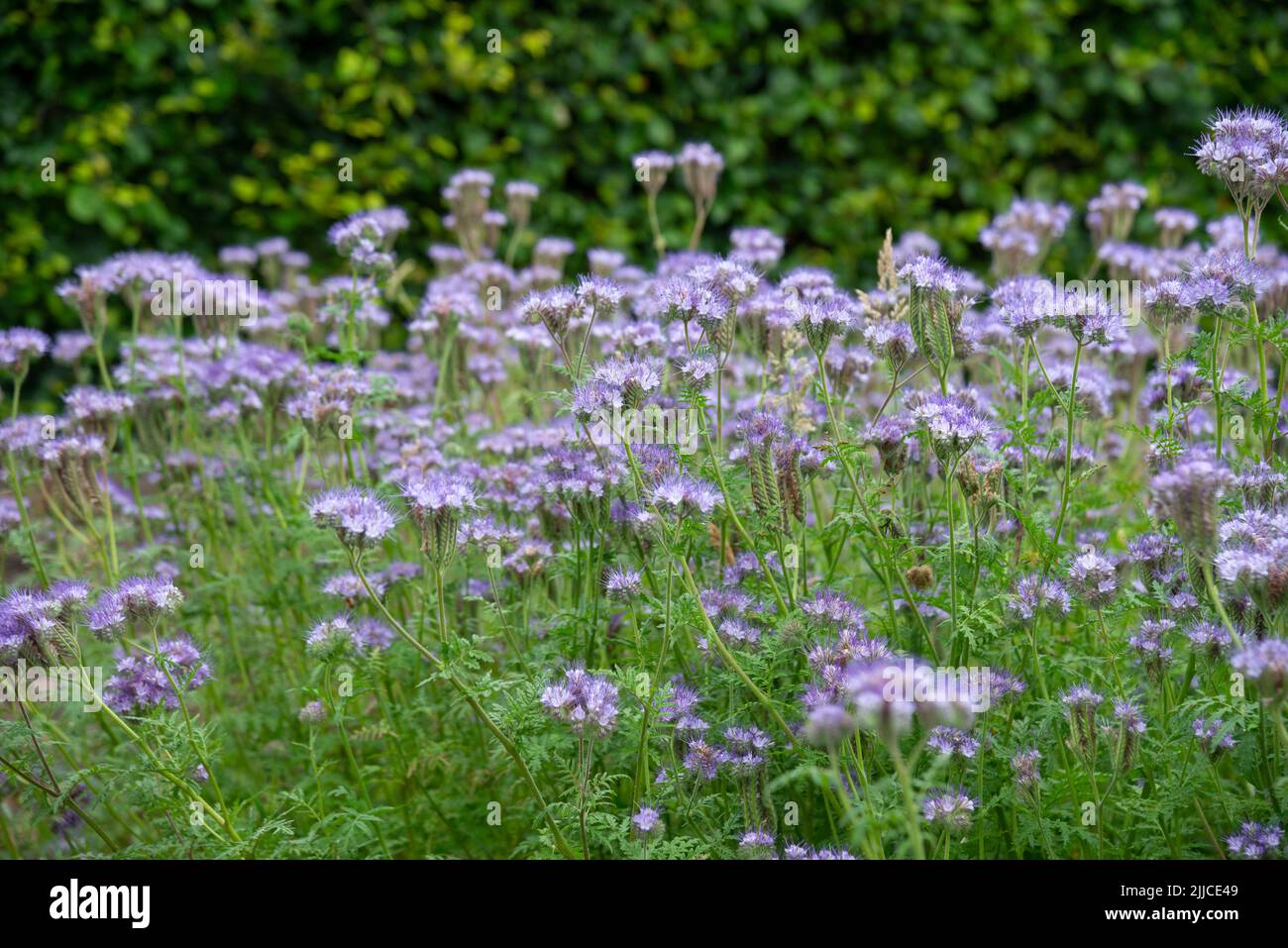 Phacelia Tanacetifolia (lacy phacelia) in full flower in mid summer. Used in agriculture to attract pollinating insects and as a green manure. Stock Photo