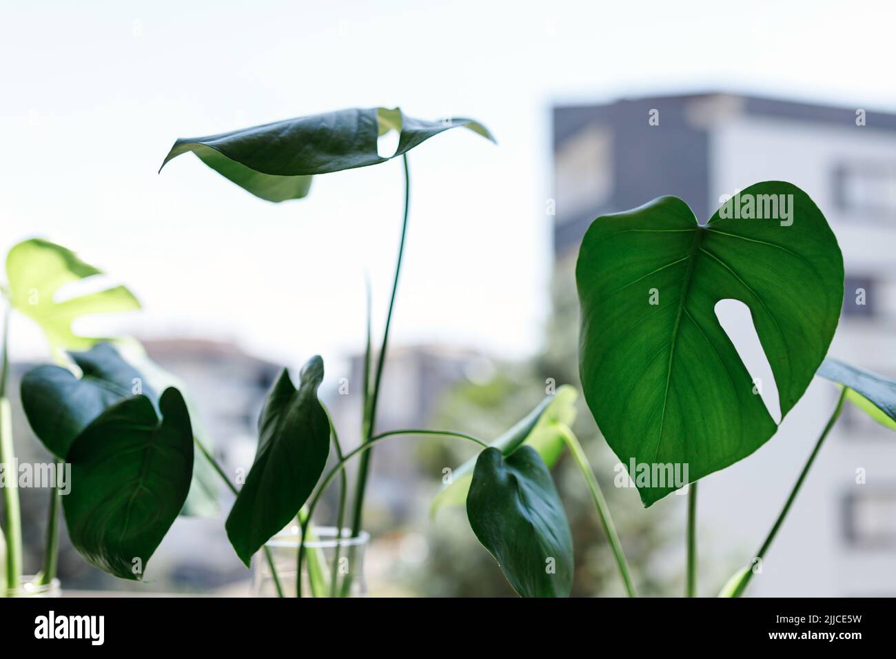propagating Swiss Cheese Plant , Philodendron Monstera in water Stock