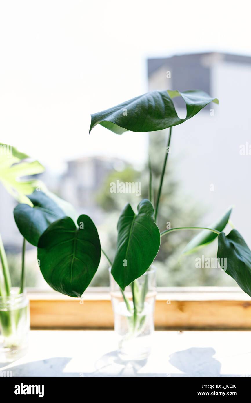 propagating Swiss Cheese Plant , Philodendron Monstera in water Stock