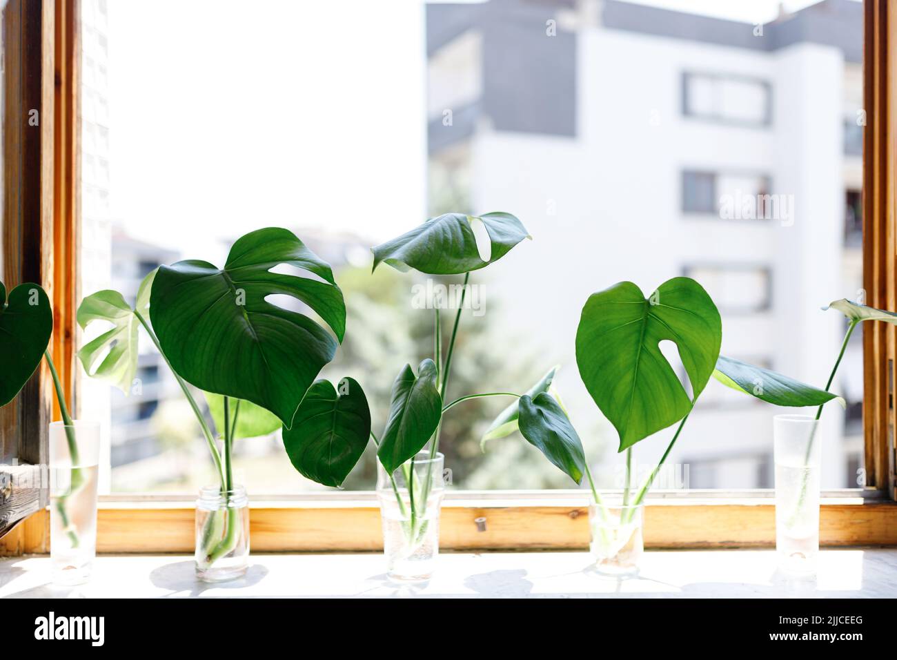 propagating Swiss Cheese Plant , Philodendron Monstera in water Stock