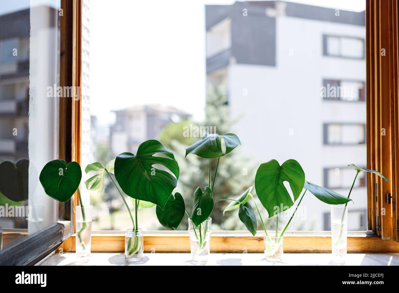 propagating Swiss Cheese Plant , Philodendron Monstera in water Stock