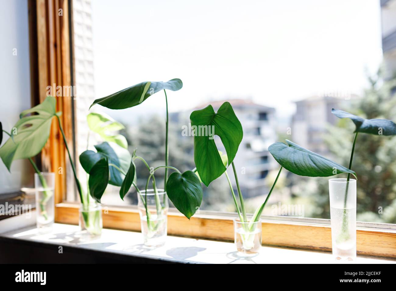 propagating Swiss Cheese Plant , Philodendron Monstera in water Stock