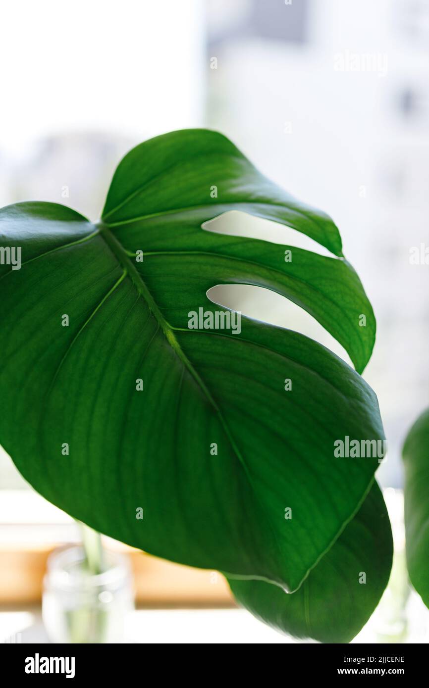 propagating Swiss Cheese Plant , Philodendron Monstera in water Stock