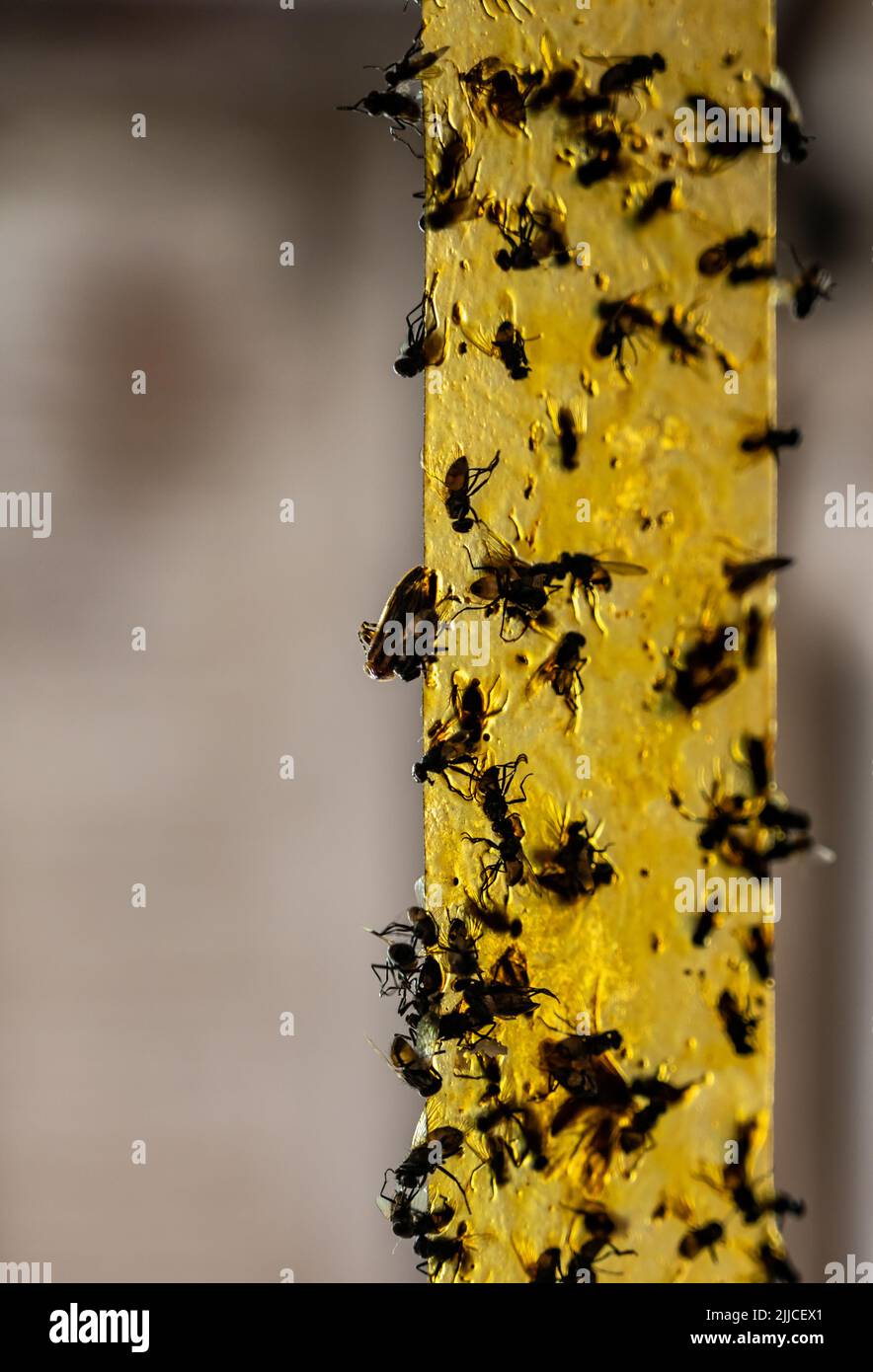 https://c8.alamy.com/comp/2JJCEX1/strip-of-yellow-sticky-fly-paper-covered-with-insects-2JJCEX1.jpg