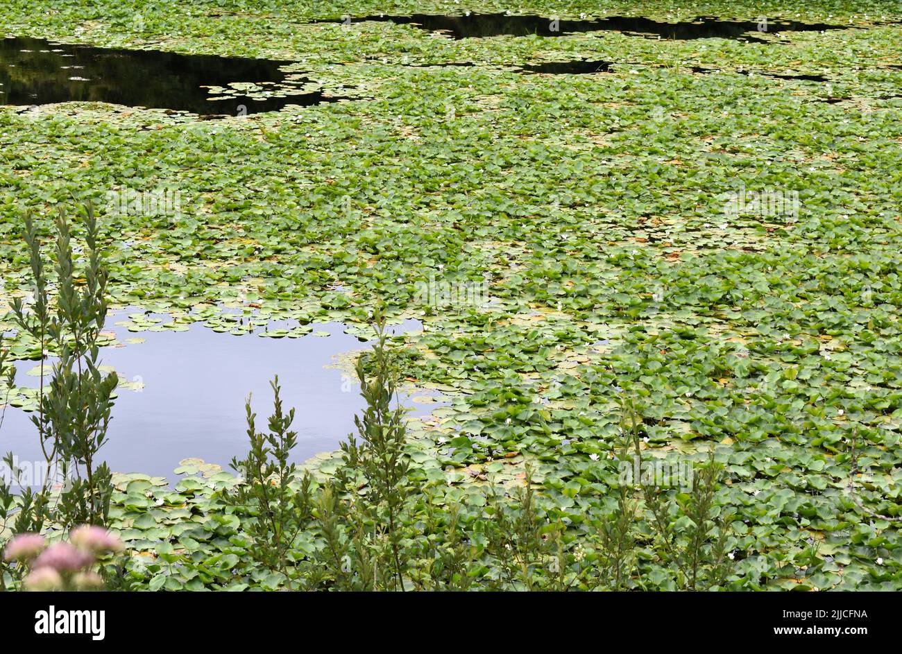 Water lilies, Bosherston lily ponds, Stackpole, Pembrokeshire, Wales Stock Photo