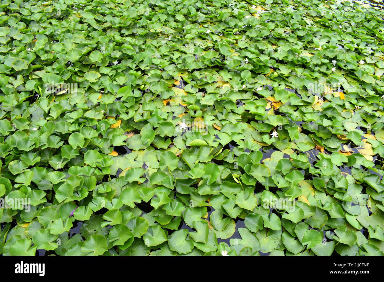 Water lilies, Bosherston lily ponds, Stackpole, Pembrokeshire, Wales ...