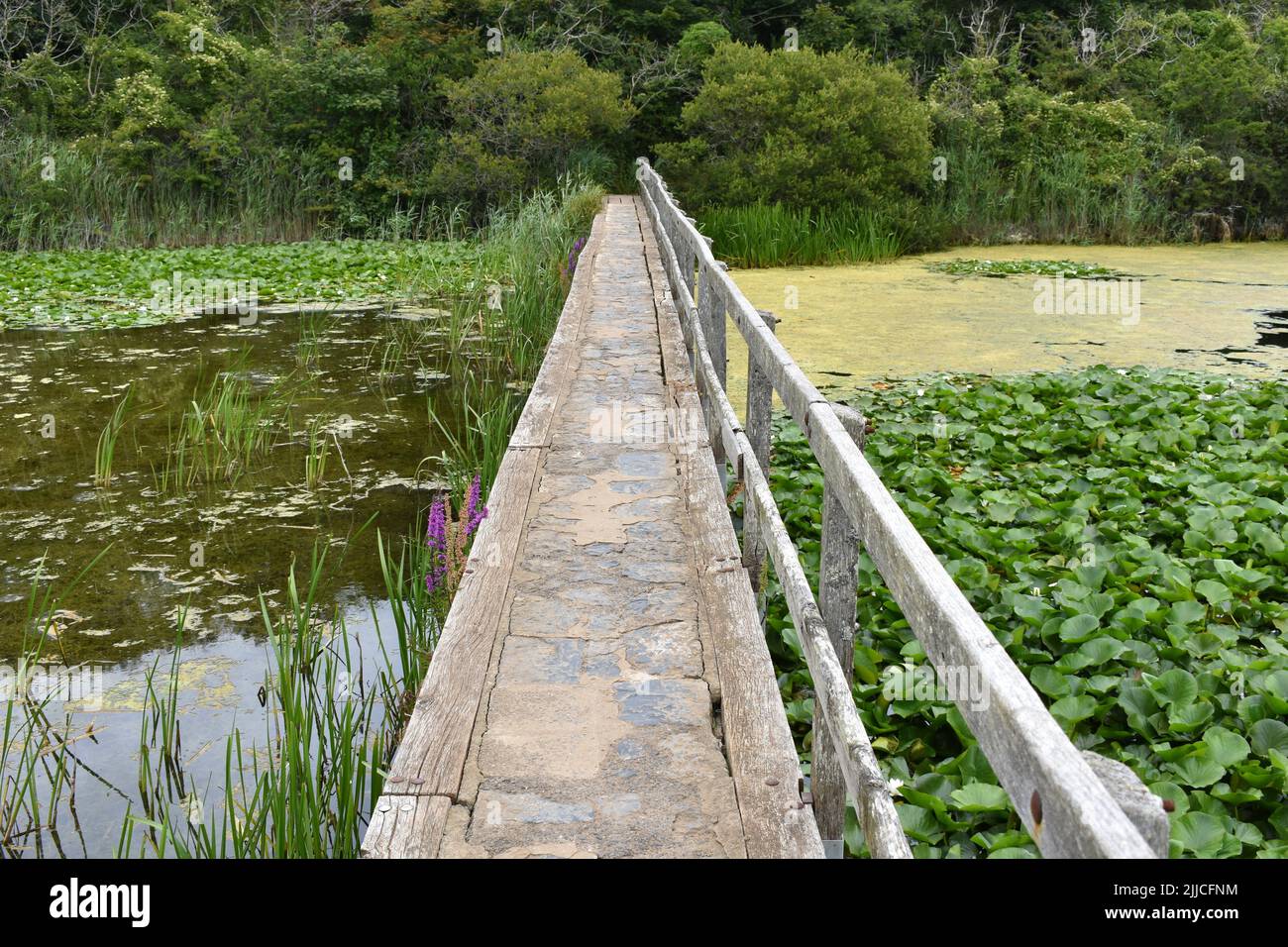 Bosherston lakes walk hi-res stock photography and images - Alamy