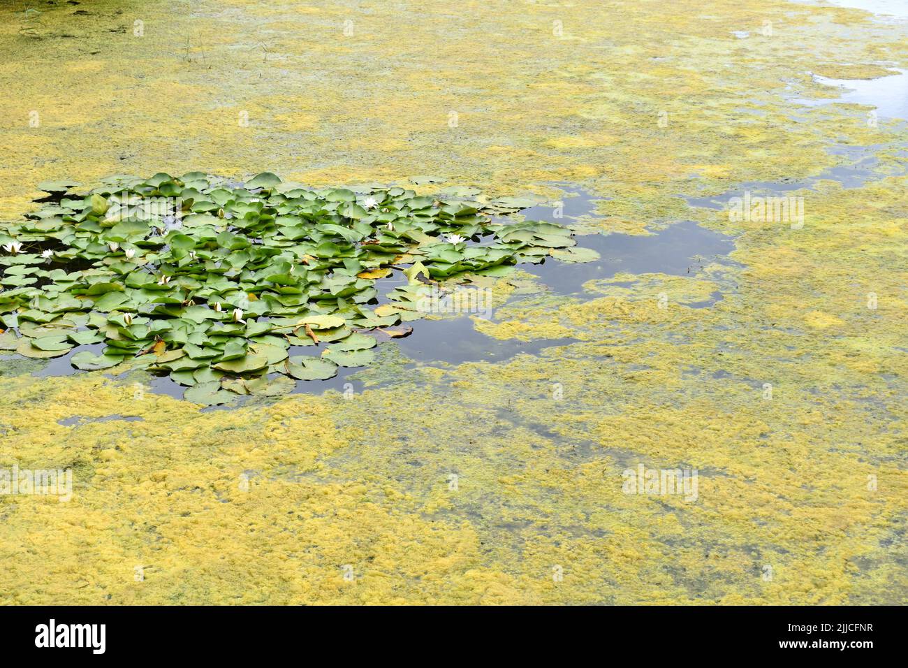 Waterlilies and algae, Bosherston lily ponds, Bosherston, Stackpole ...