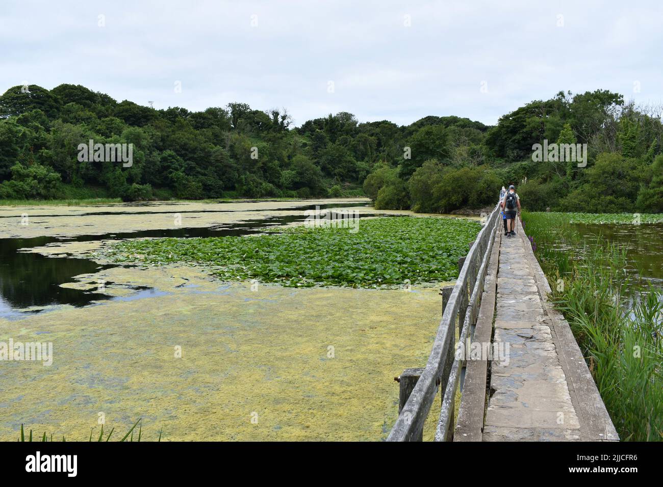 People crossing Bosherston lily ponds main causeway, Bosherston ...