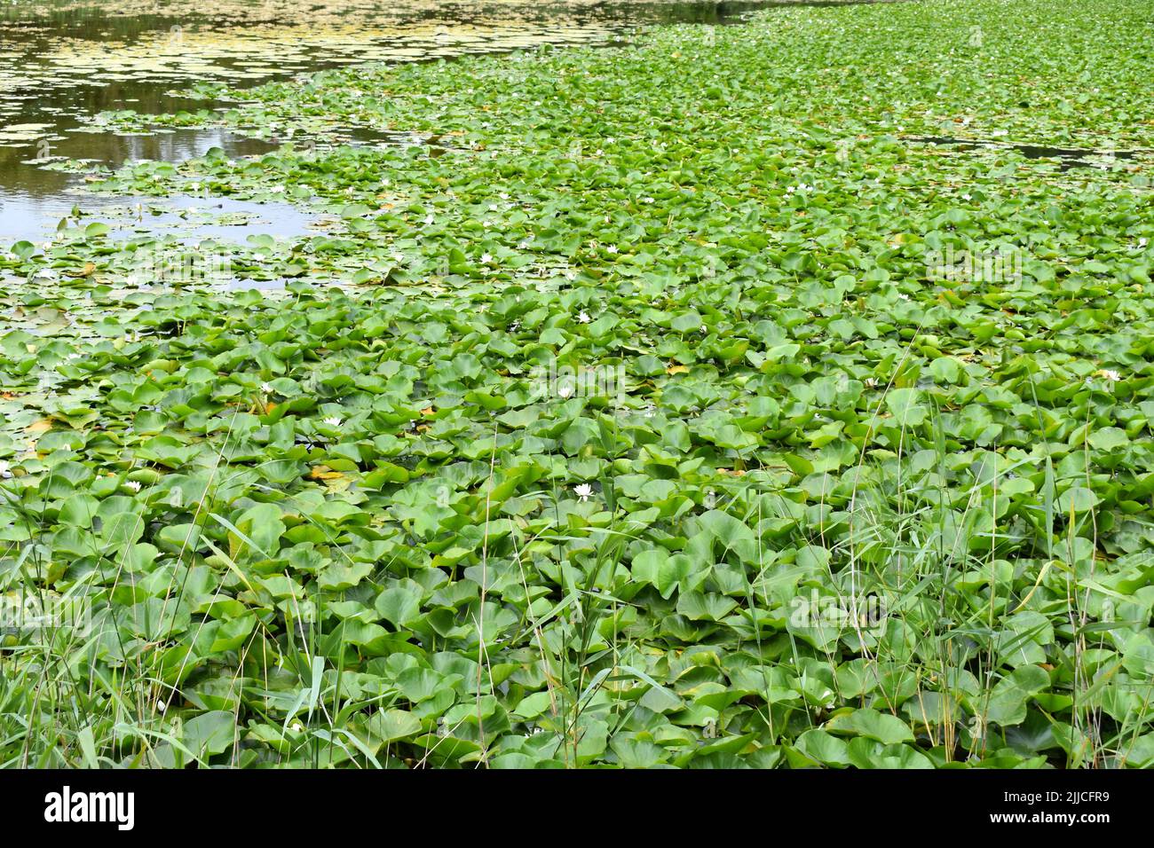 Water lilies, Bosherston lily ponds, Stackpole, Pembrokeshire, Wales ...