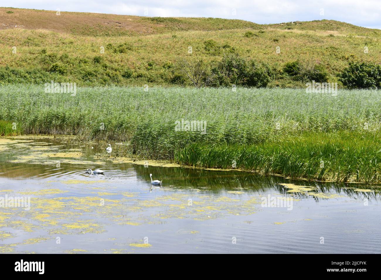 Swans on Bosherston lily ponds, Bosherston, Stackpole, Pembrokeshire ...