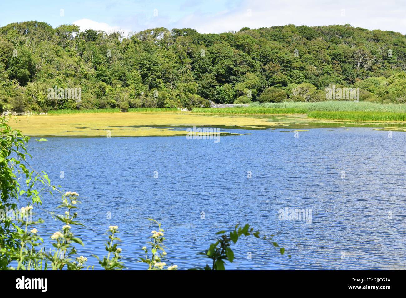 Mesotrophic Lake