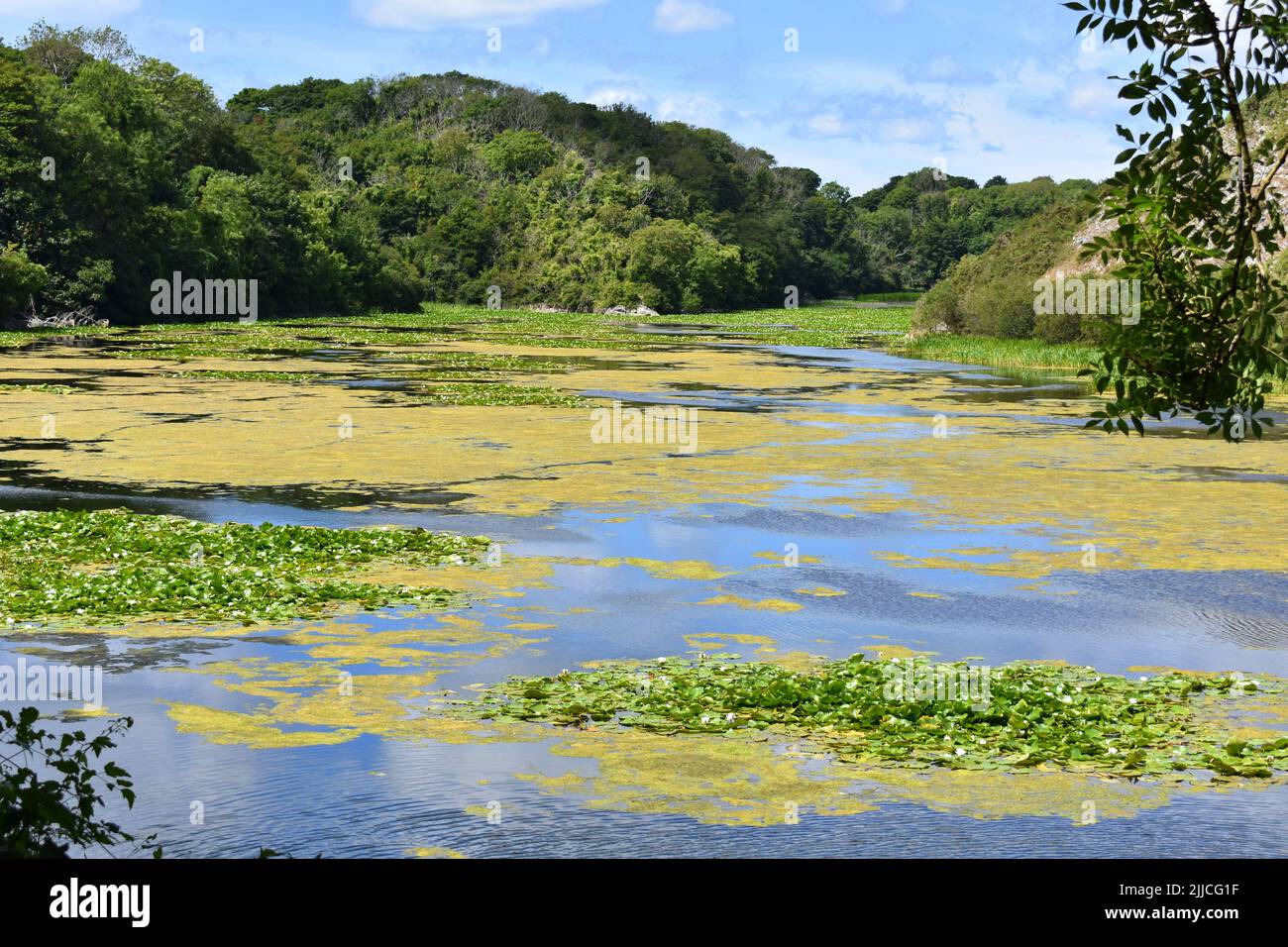 Bosherston lakes hi-res stock photography and images - Alamy