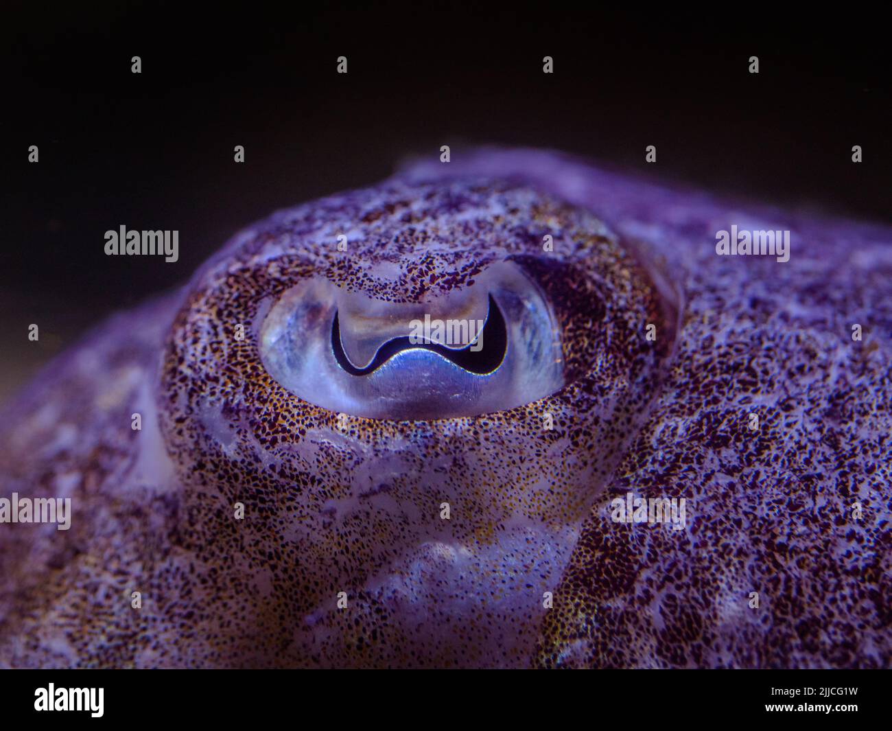 octopus eye closeup photo with lots of details Stock Photo Alamy