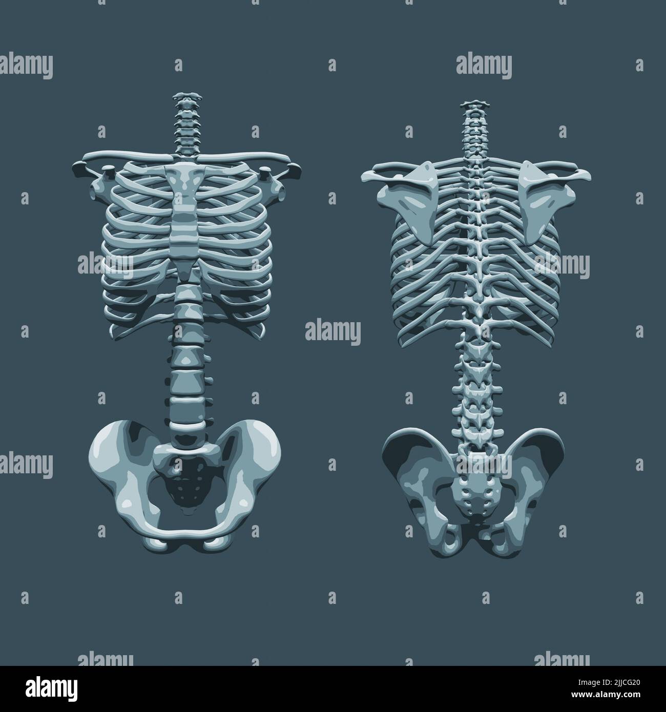 Human Anatomy Bones Torso Sternum Wikipedia Human Anatomy Bones Torso Sternum Wikipedia