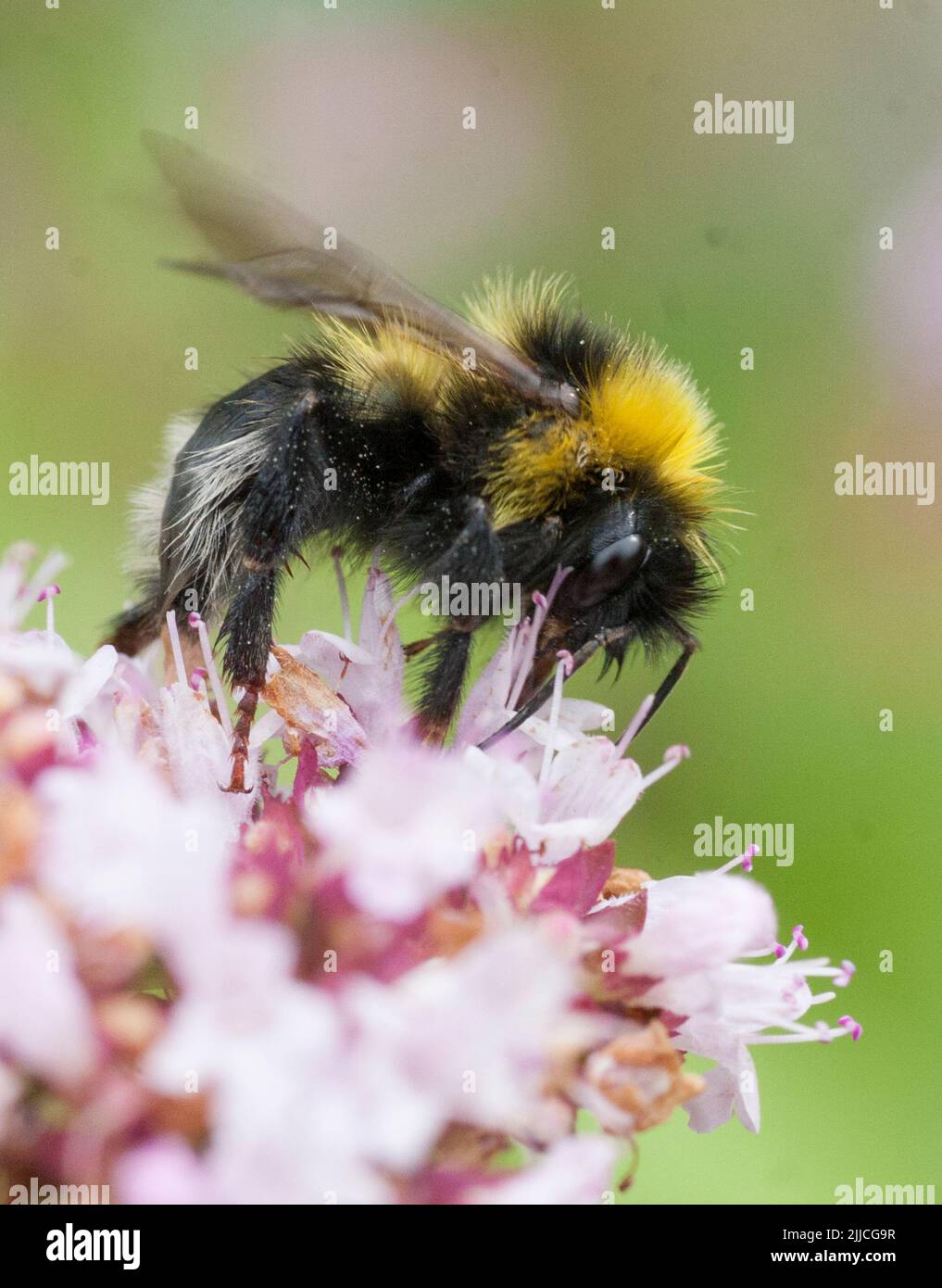 BUMBLEBEE Bombus on oregano flower Stock Photo