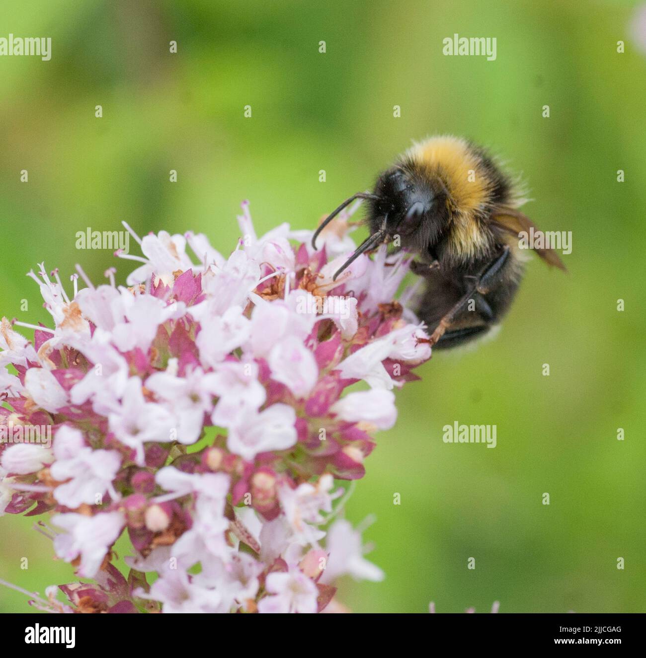 BUMBLEBEE Bombus on oregano flower Stock Photo