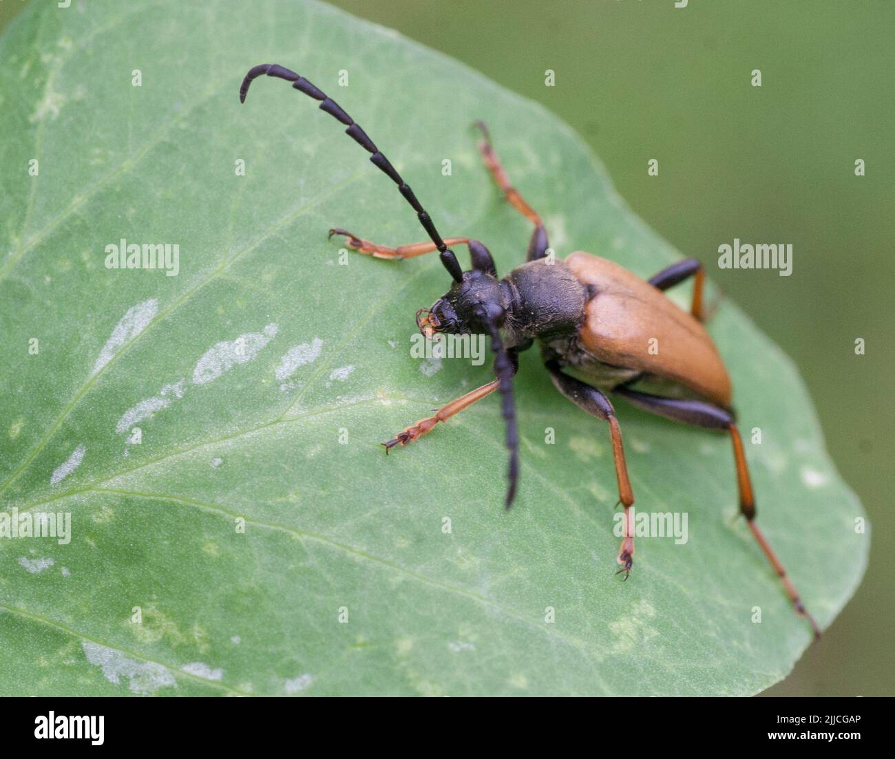 STICTOLEPTURA RUBRA Red-brown longhorn beetle Stock Photo
