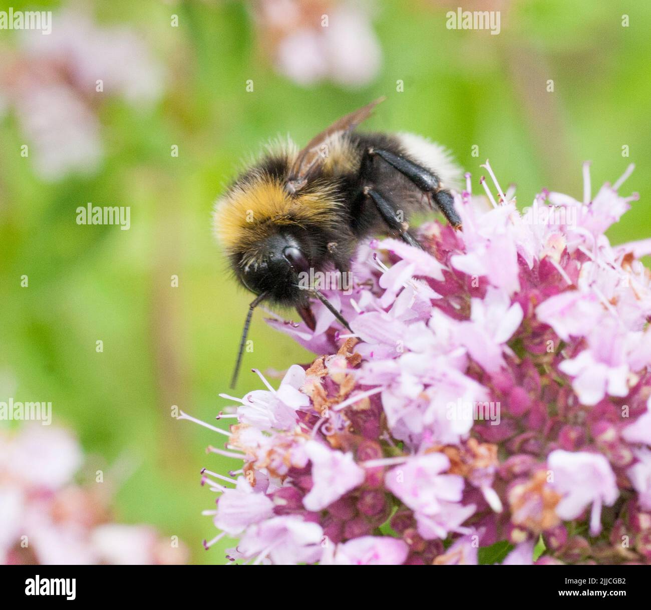 BUMBLEBEE Bombus on oregano flower Stock Photo