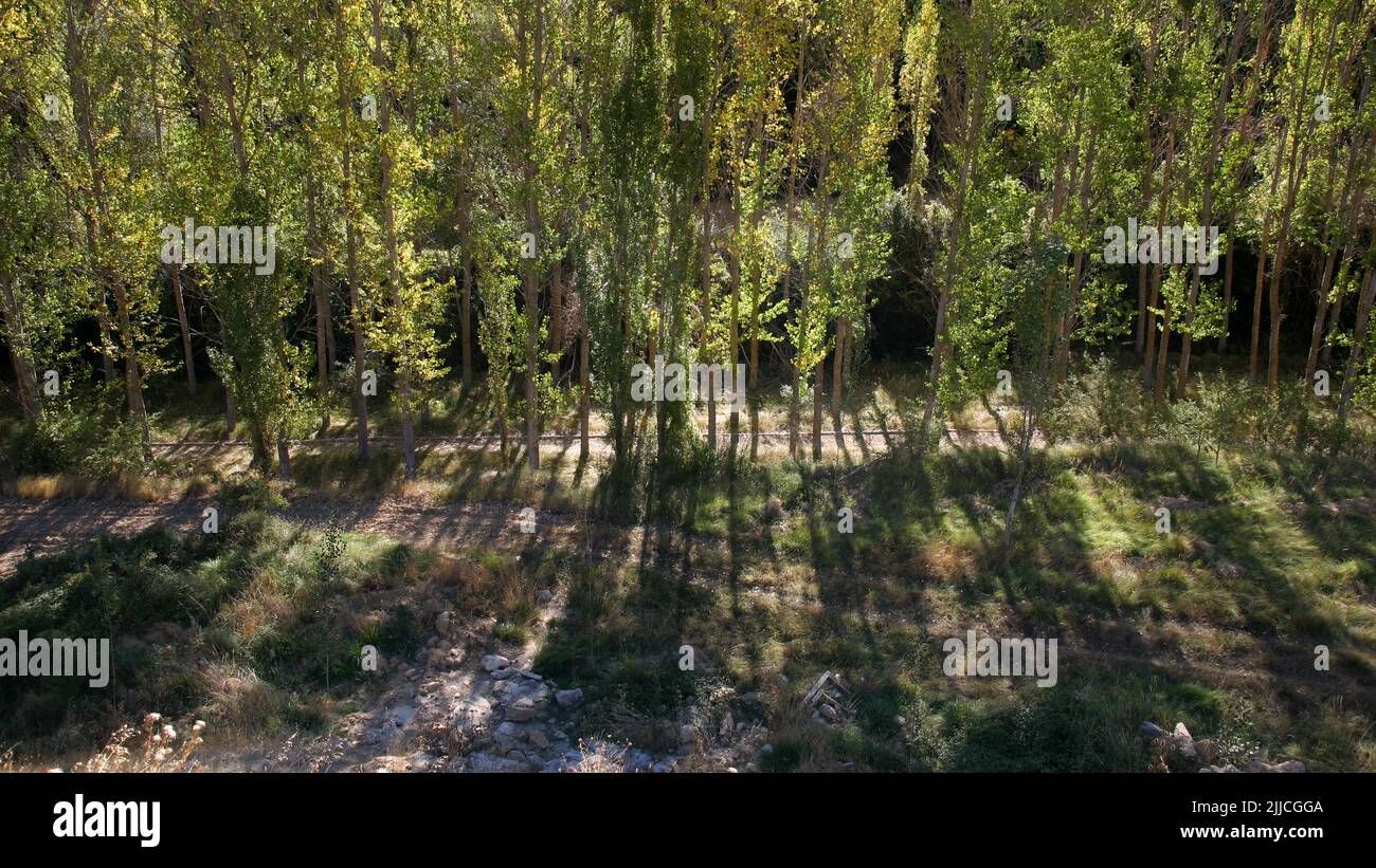 Morning light falling through a row of poplars on the banks of a small river Stock Photo