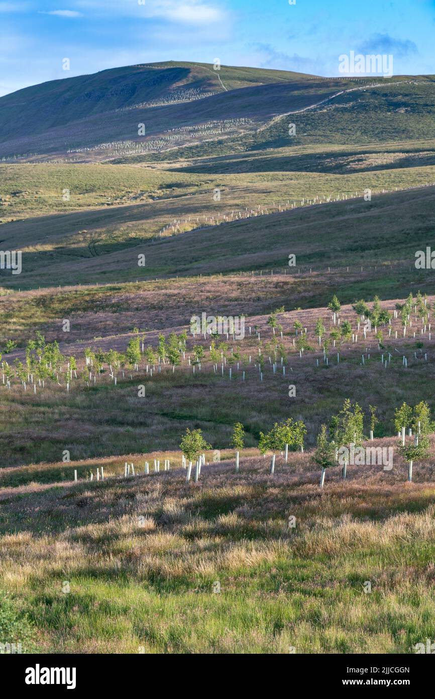 Trees planted on moorland in the Yorkshire Dales as part of