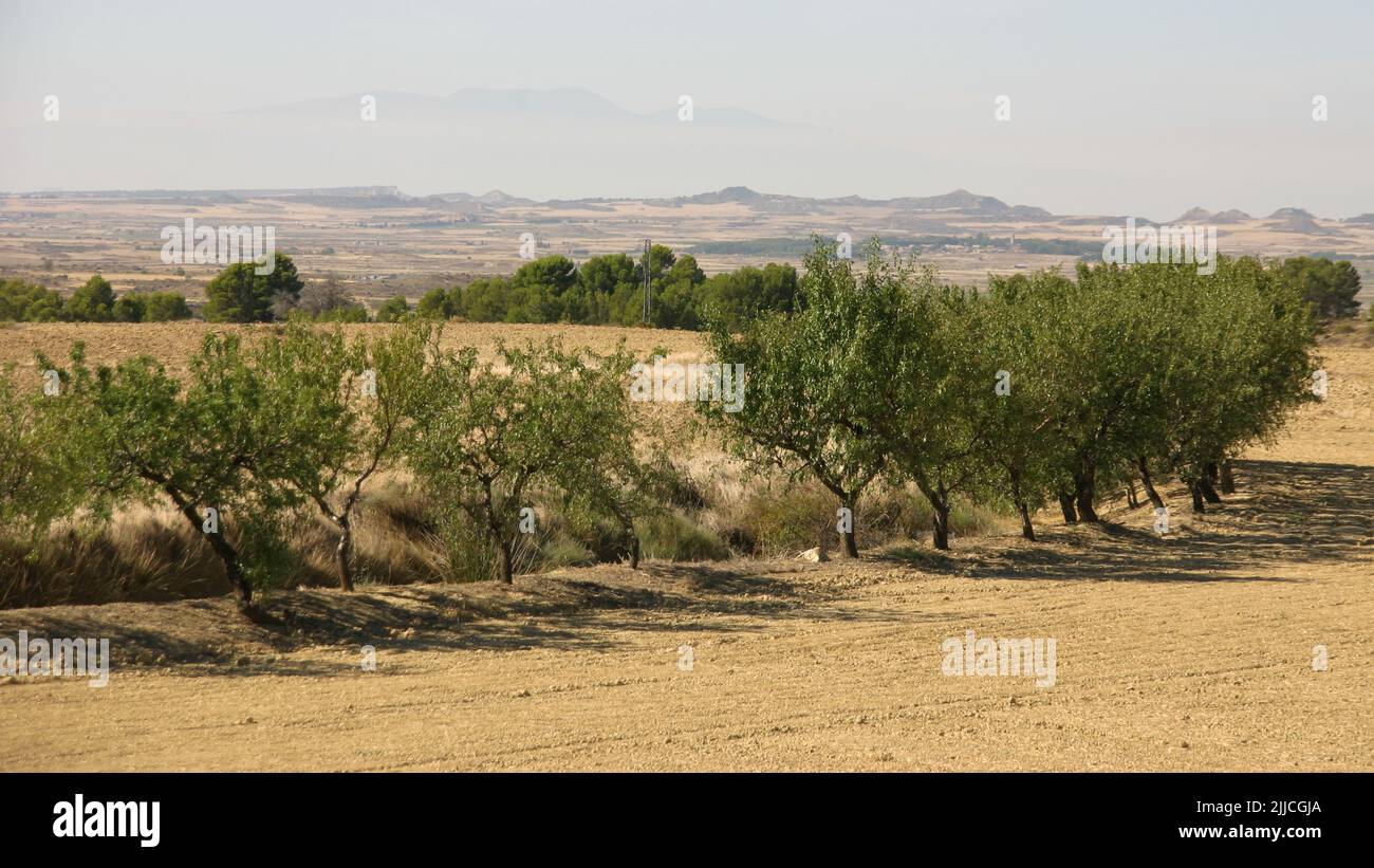 Trees grow along a winding creek near the Bardenas Reales in Northern Spain Stock Photo