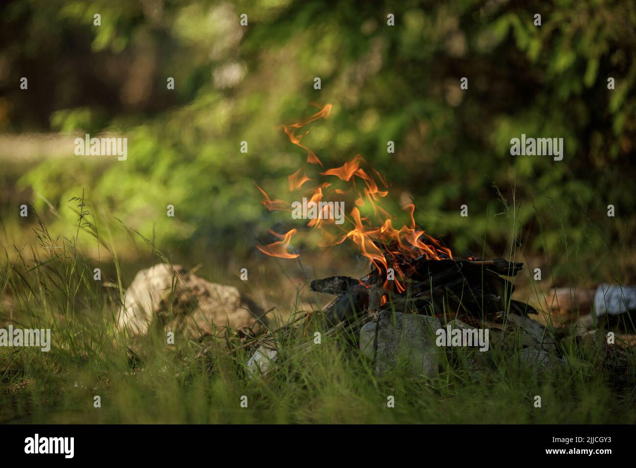 Close up of burning timber bonfire in summer forest. The concept of ...