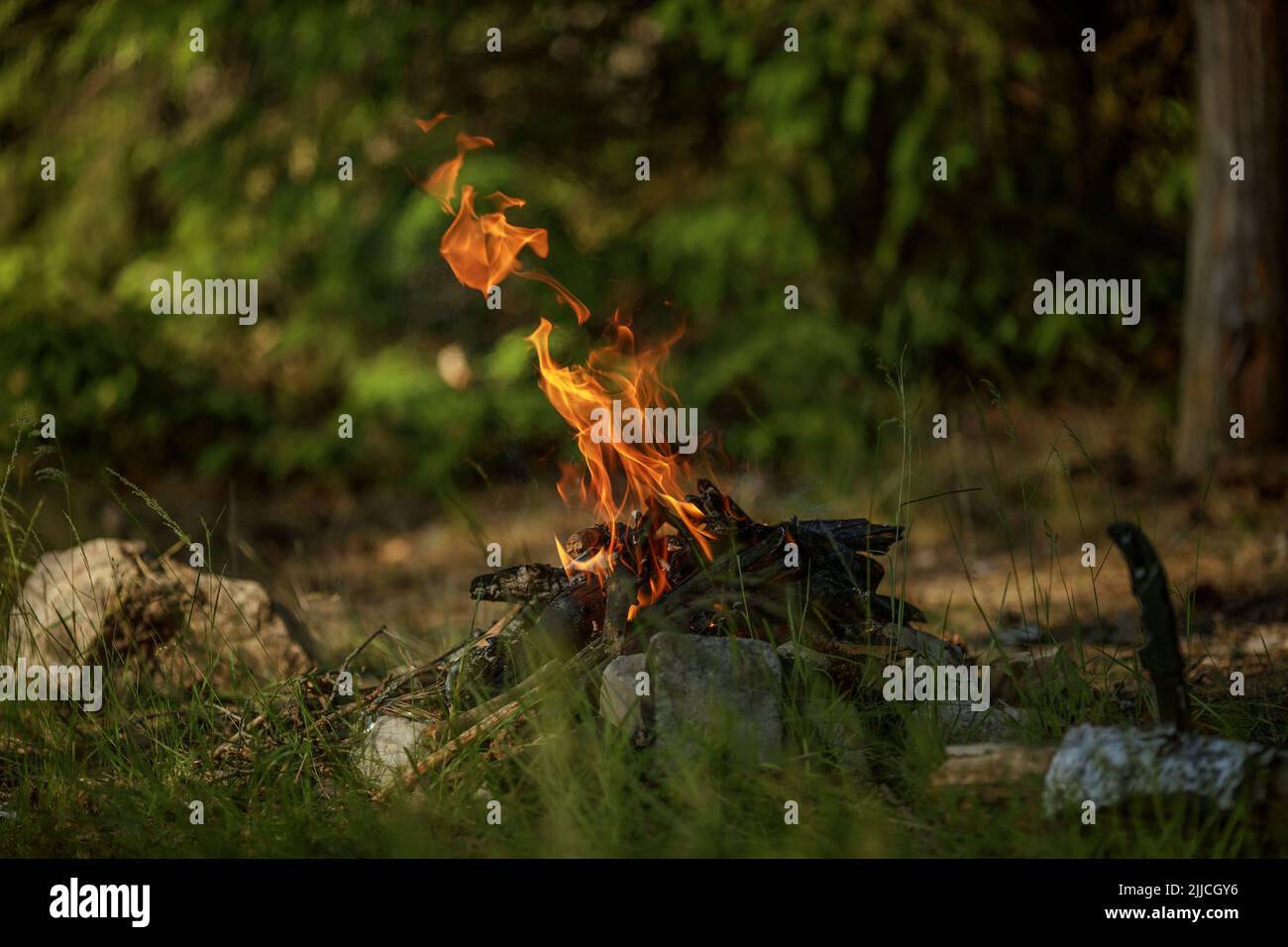 Close up of burning timber bonfire in summer forest. The concept of ...