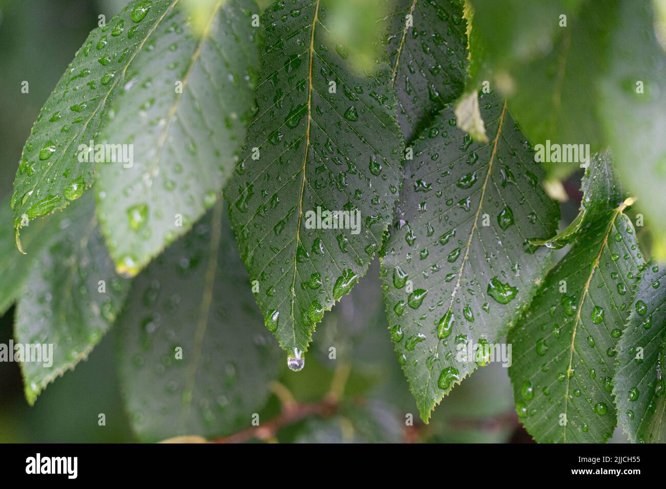 After the rain shower: Water droplets sitting on green leaves Stock Photo