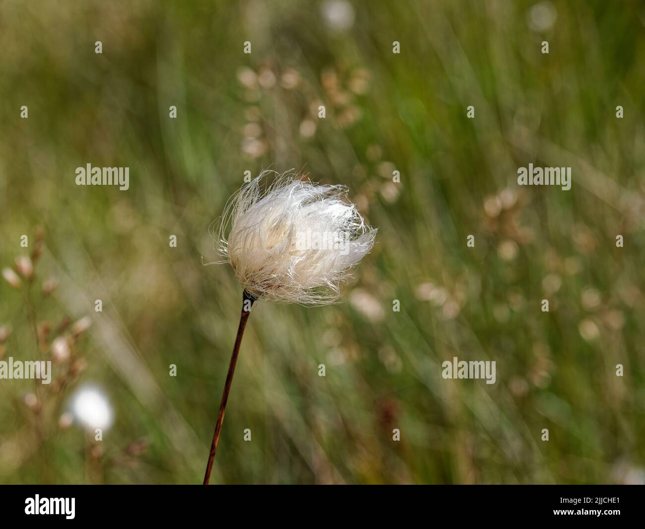 Hare's Tail Cotton-grass (Eriophorum vaginatum) Stock Photo