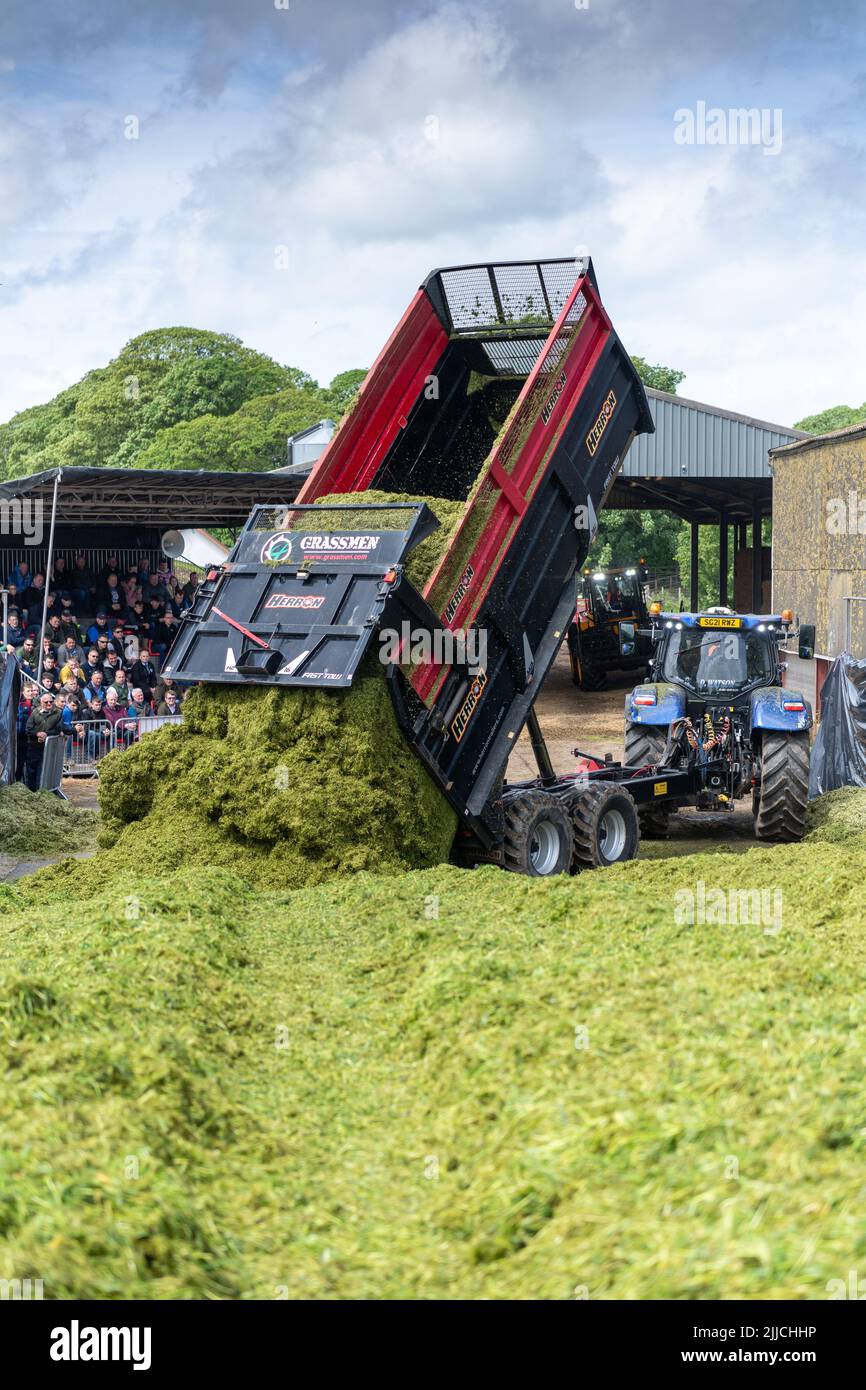 Tractor and trailer tipping harvested grass in a silage pit on a dairy farm, Dumfries, Scotland, UK. Stock Photo