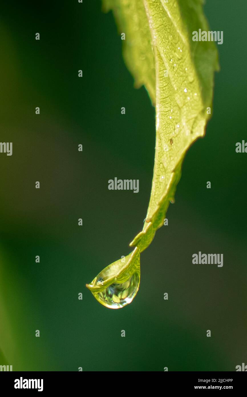 One drop of water sitting on the tip of a hornbeam leaf after a rain squall Stock Photo