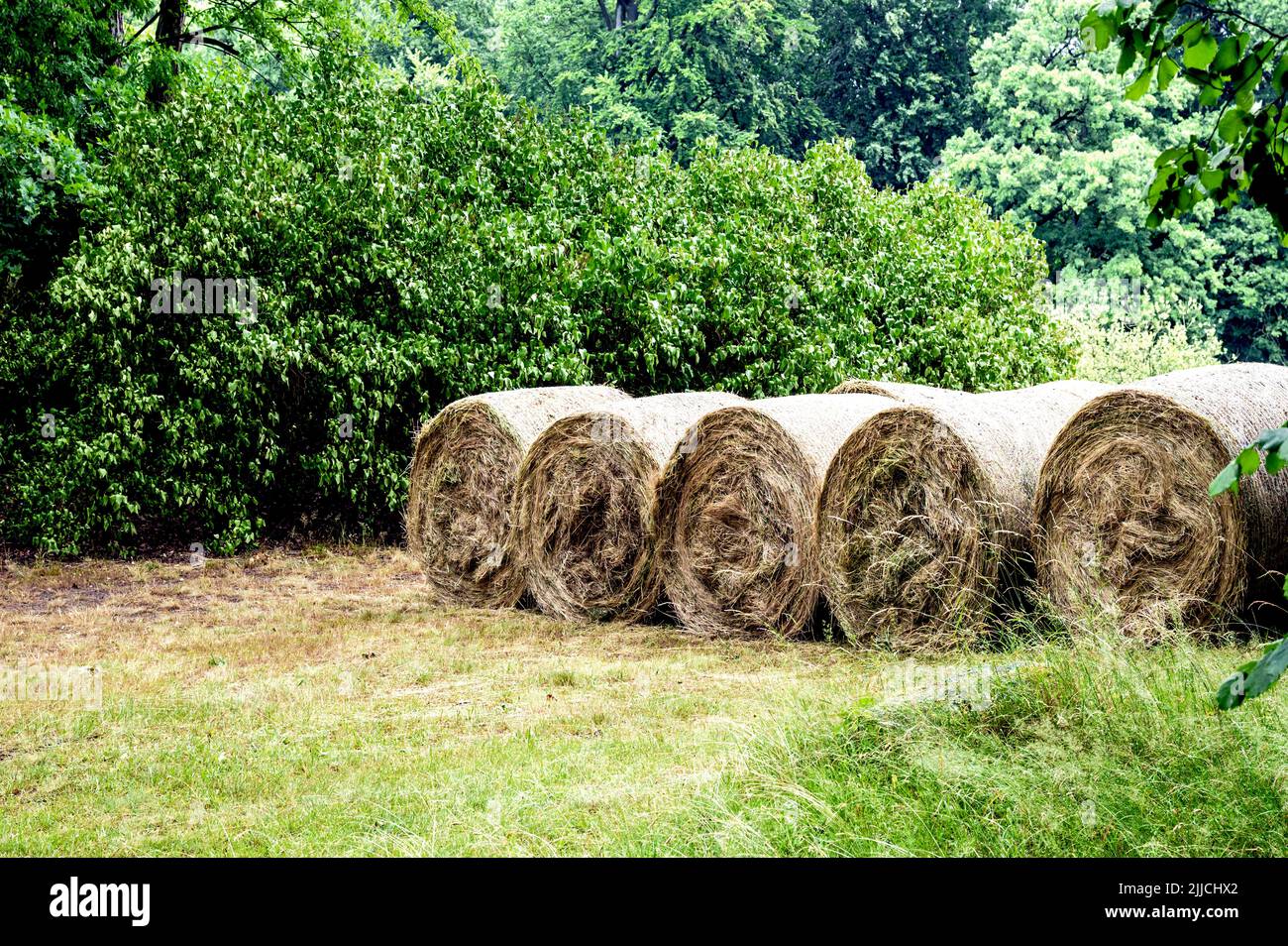 Heurolle, rolled hay bale Stock Photo
