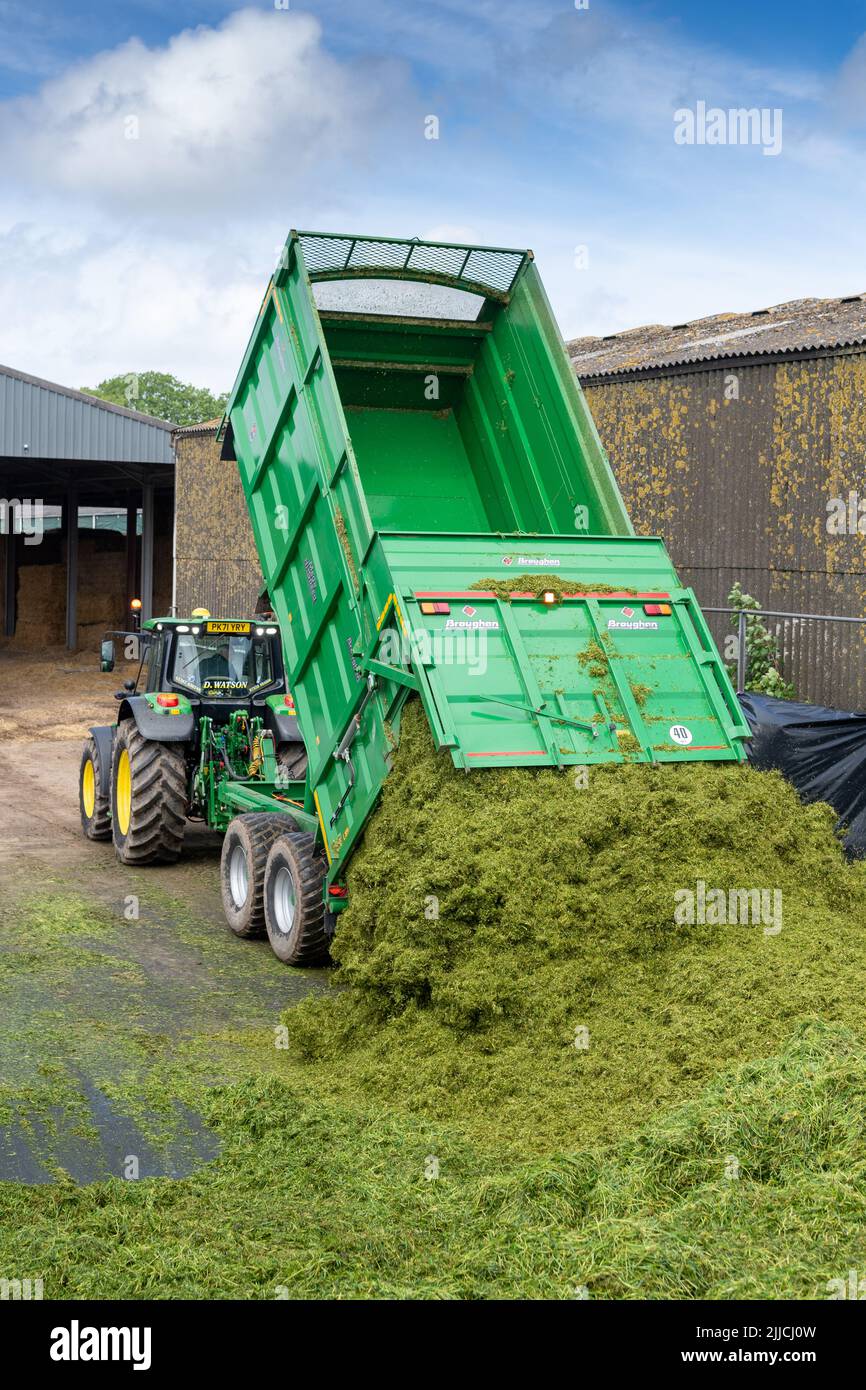 Tractor and trailer tipping harvested grass in a silage pit on a dairy farm, Dumfries, Scotland, UK. Stock Photo