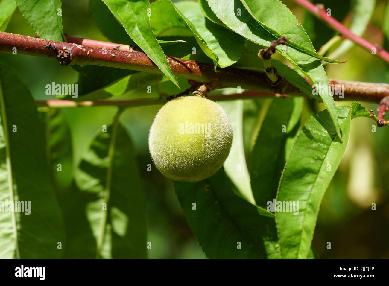 Close up ripening peach in the peachtree, Prunus persica Melred. Dutch garden, summer, July Stock Photo