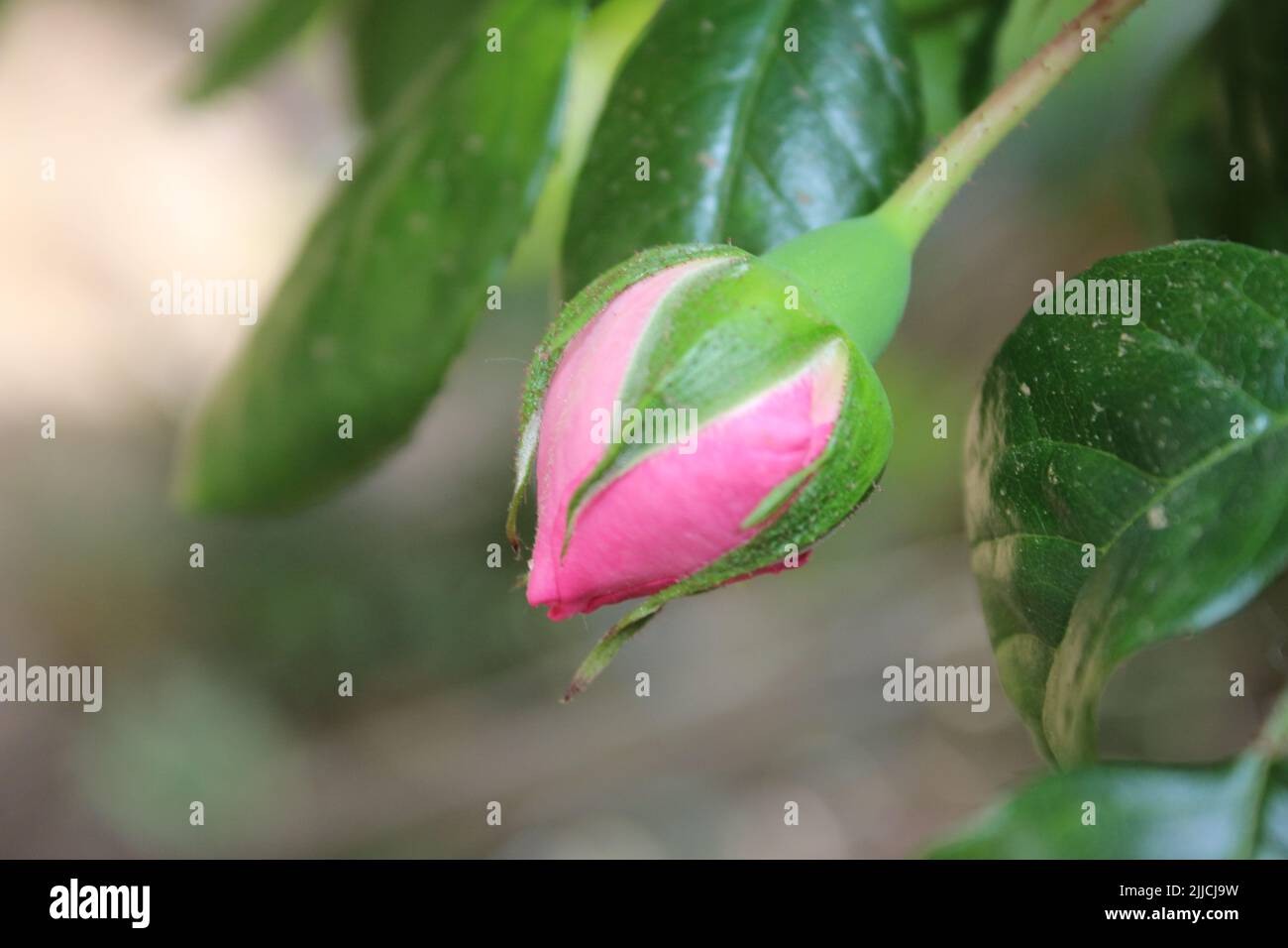 Rosebuds in close-up. Pink flower photography. Green background image. Daylight. Lush foliage. Bushy rose tree. Amazing natural illustration. Fresh. Stock Photo